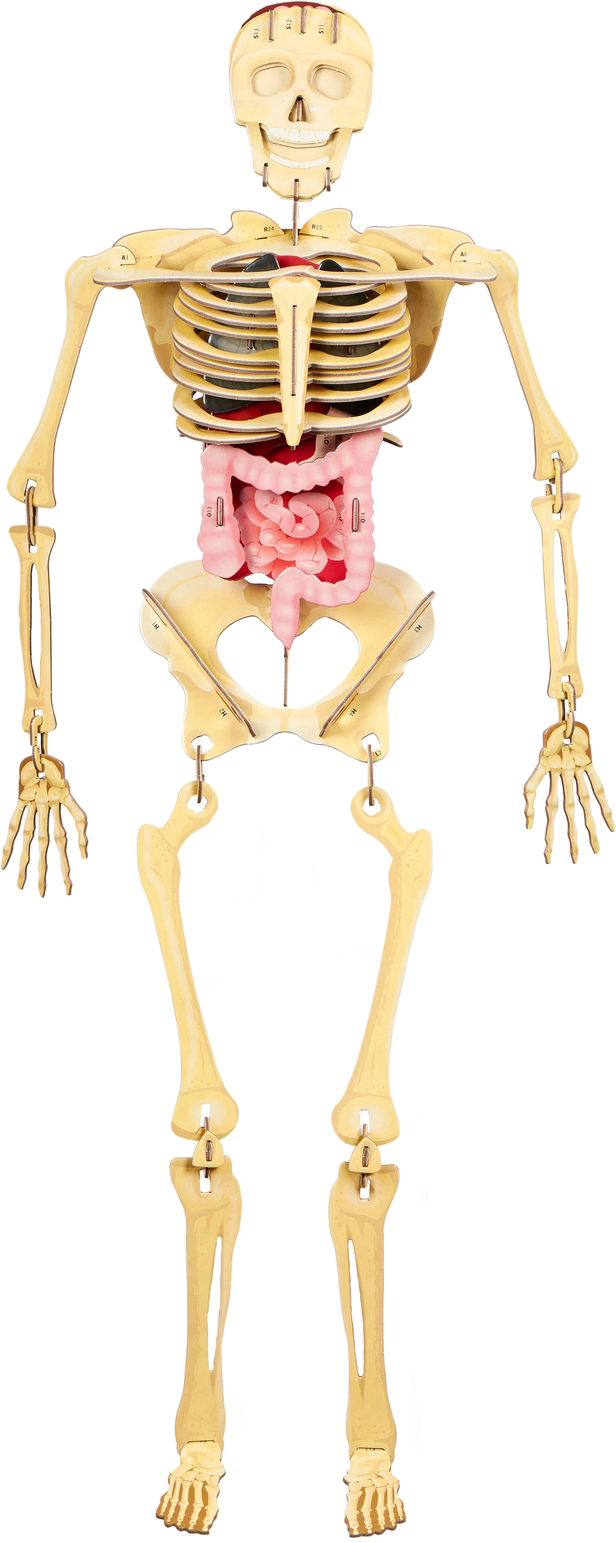 Constrói o Corpo Humano - Image 3